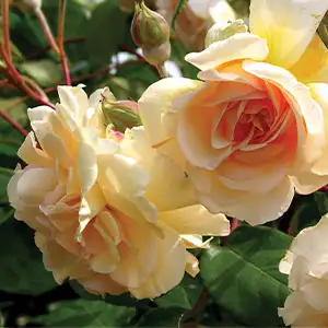 Climbing Rose Crepuscule