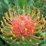 Leucospermum Cordifolium