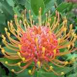 Leucospermum Cordifolium Leucospermum Cordifolium
