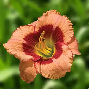 Daylily Court Cavalcade