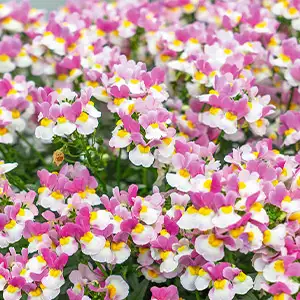 Cyclamen Growing Guide Escential Coconut Ice Pplnemcic 2020 - Garden Express Australia