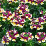 Escential Raspberry Lemonade Pplnemrle 2020 - Garden Express Australia