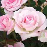 Figurine Rosmfig 2020 - Garden Express Australia