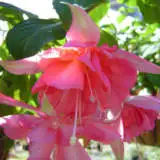 Fuchsia Applause Pplfucapp - Garden Express Australia