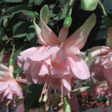 Fuchsia Compact Double Basket Or Pot Collection