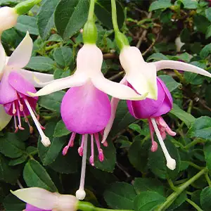 Fuchsia Single Basket Collection