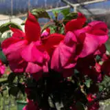 Fuchsia Double Upright Collection Fuchsia Double Upright Collection