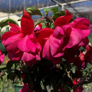 Fuchsia Double Upright Collection