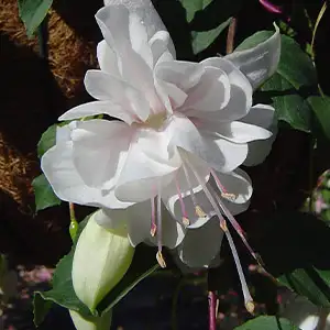 Fuchsia Double Basket Collection 3