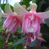 Fuchsoa Vera Annie Pplfucvan 2020 - Garden Express Australia