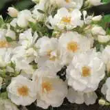 Heidesommer 2020 Rosghei - Garden Express Australia