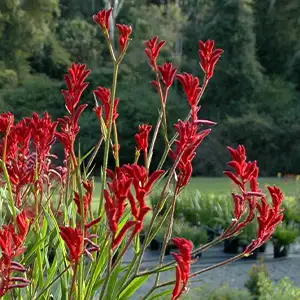 Cyclamen Growing Guide Kangaroo Paw Bush Ballad Lpokpabba 2020 - Garden Express Australia