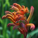 Kangaroo Paw Bush Blitz (pbr) Kangaroo Paw Bush Blitz (pbr)