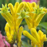 Kangaroo Paw Bush Bonanza Lpokpabbo 2020 - Garden Express Australia