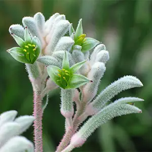 Kangaroo Paw Bush Diamond (Pbr) 140mm Kangaroo Paw Bush Diamond (Pbr) 140mm