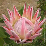 King Pink - Garden Express Australia