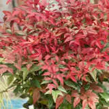 Nandina Obsession Seika Lponanos 2020 - Garden Express Australia