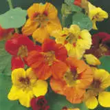 Nasturtium Trailing Mixed Colours Seenastmx - Garden Express Australia