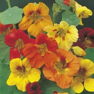 Seed – Nasturtium Trailing Mixed Colours