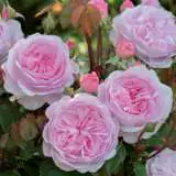 Olivia Rose Austin Rosdora - Garden Express Australia