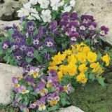 Pansy Mini Comedy Mixed Seepanmcm - Garden Express Australia