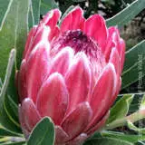 Pink Ice 1 - Garden Express Australia