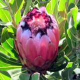 Pink Neriifolia 1 - Garden Express Australia