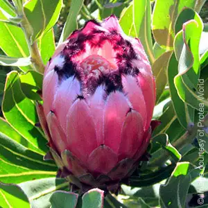 Protea Growing Guide