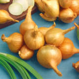 Potato Onion Pkpotoni 2020 - Garden Express Australia