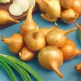 Potato Onion Pkpotoni 2020 - Garden Express Australia