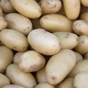 Potato White Star Pkcspwst 2020 - Garden Express Australia