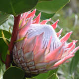Protea King Pink Pplprokpi - Garden Express Australia
