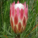 Red Repens - Garden Express Australia