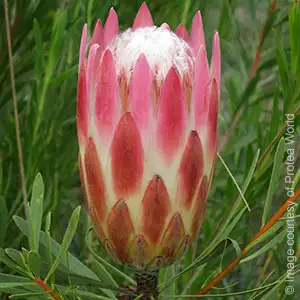 Protea Growing Guide Protea Growing Guide