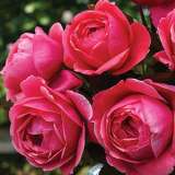 Rose Fruity Parfuma Rosfpa 2020
