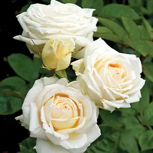 Rose Madame Anisette (pbr)