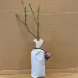 Rose Seduction Rose Seduction