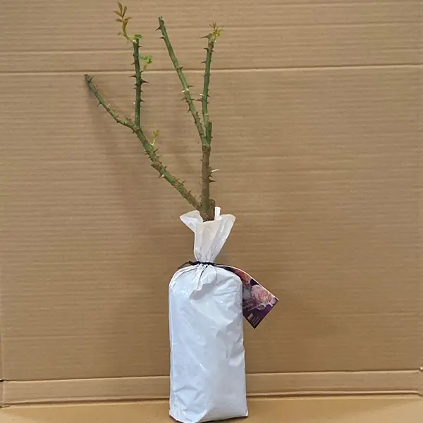 Rose Seduction Rose Seduction