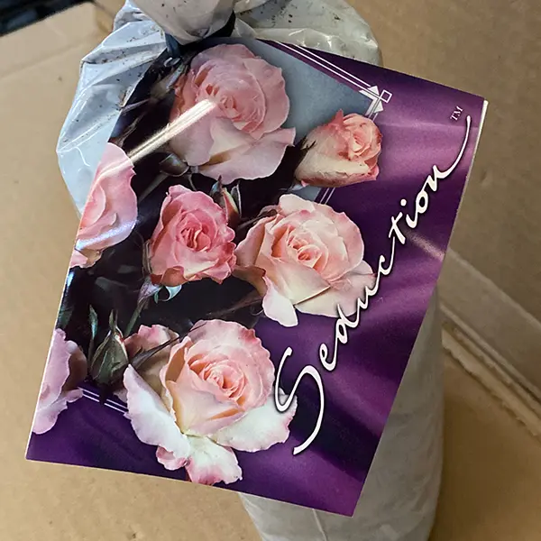 Rose Seduction Rose Seduction