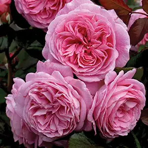 Rose Summer Romance (pbr)