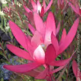 Safari Magic 1 - Garden Express Australia