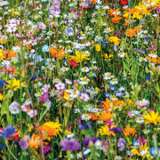 Seed – Beneficial Insect Mix