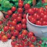 Seed Tomato Tiny Tom Seetomttom - Garden Express Australia