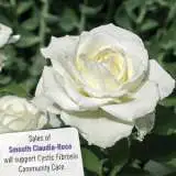 Smooth Claudia Rose Rostclr 2020 1 - Garden Express Australia