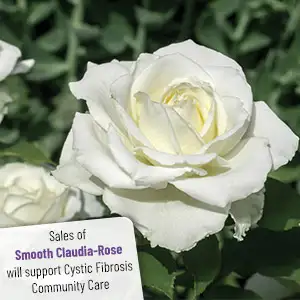 Thornless Rose Smooth Claudia Rose Thornless Rose Smooth Claudia Rose