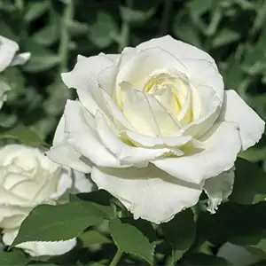 Can You Get Thornless Roses? Smooth Claudia Rose Rostclr 2020 - Garden Express Australia