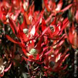 Star Struck 1 - Garden Express Australia