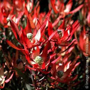 Leucadendron Star Struck 75mm Pot