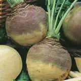 Swede Best Of All Seesweboa - Garden Express Australia