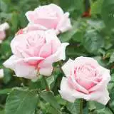 Fragrant Rose Collection 3 Roses Fragrant Rose Collection 3 Roses